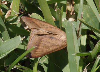[A close view of the body of a smooth, brown-winged creature on the grass who's head is hidden by a blade of grass. There are faint patterns on the wings, but no distinct coloring.]